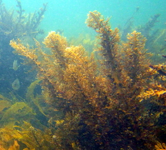 Carpophyllum plumosum