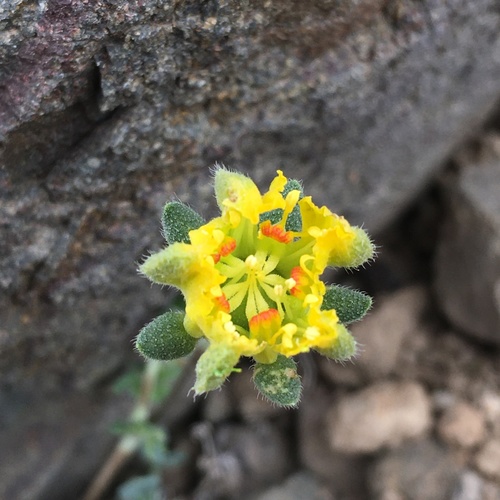 Loasa sigmoidea (Loasa sigmoidea)