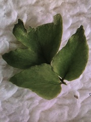 Magnoliopsida