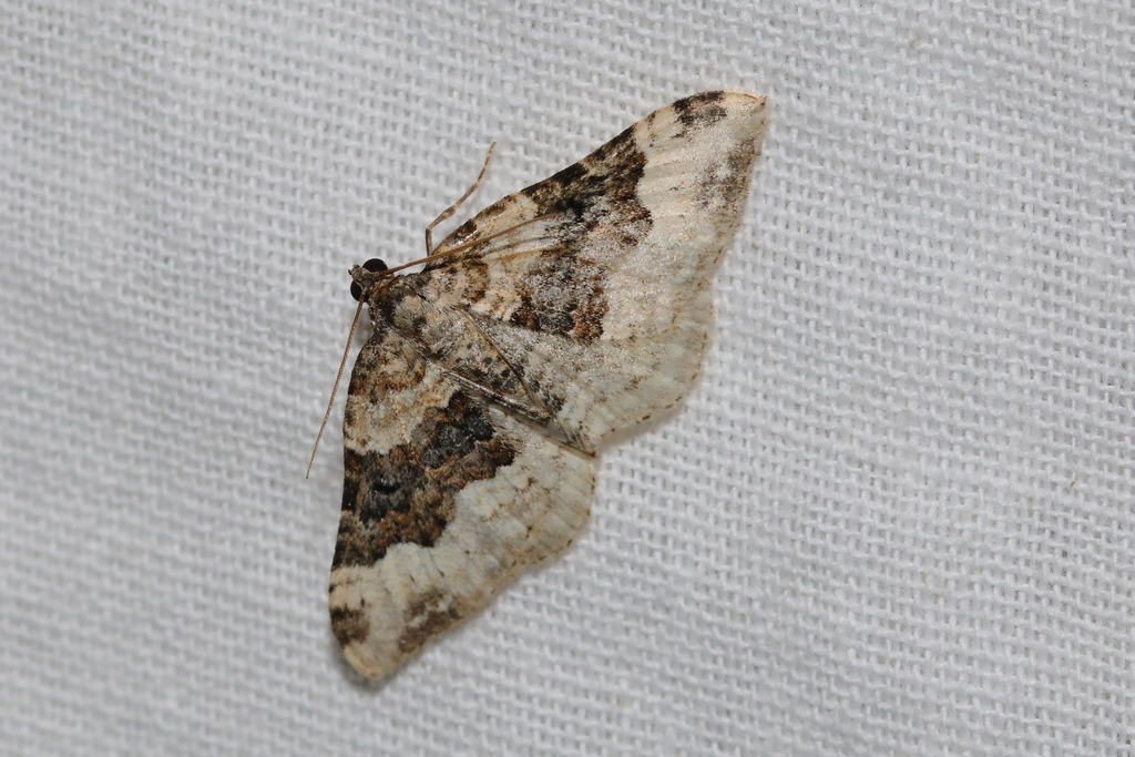 Galium Carpet