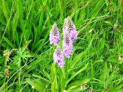 Dactylorhiza × grandis