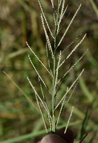 Dinebra polystachyos observed 2025-08-04