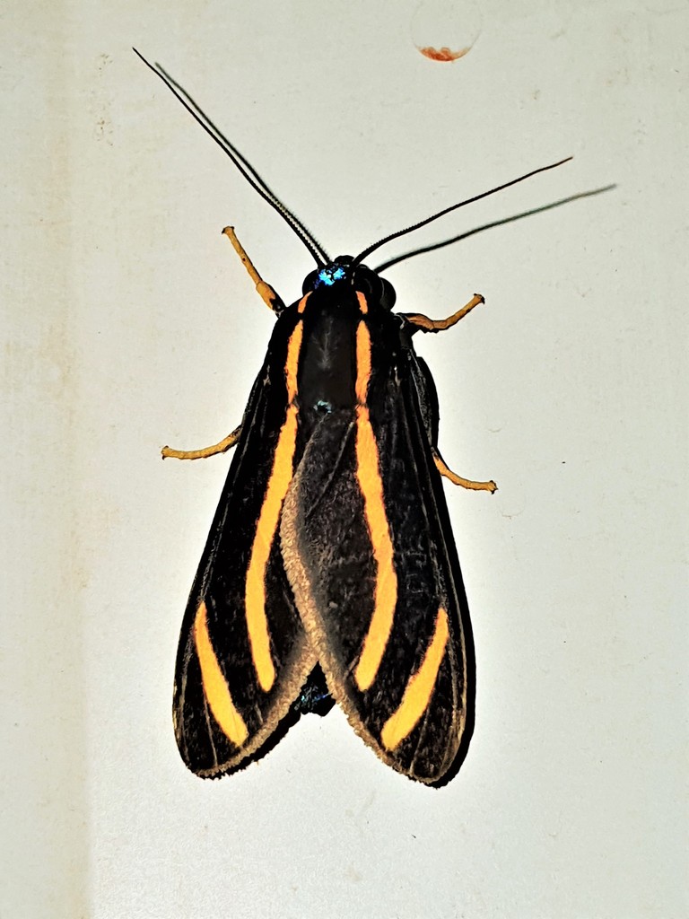 Ormetica packardi