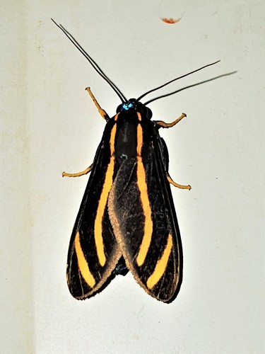 Ormetica packardi