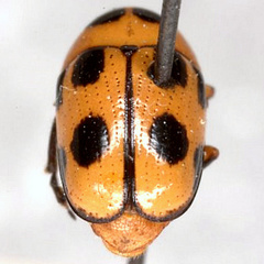 Cryptocephalus downiei