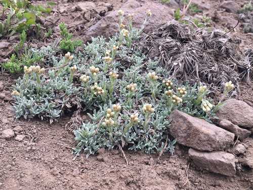 Antennaria chilensis
