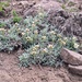 Antennaria chilensis - Photo (c) Matt Berger, alguns direitos reservados (CC BY), enviado por Matt Berger