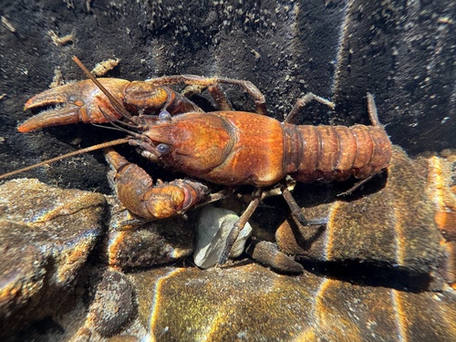 Cambarus obeyensis