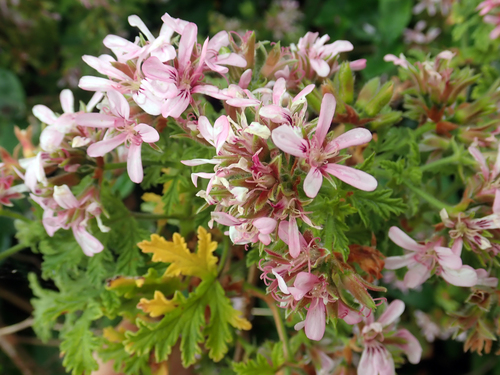 Pelargonium × hybridum