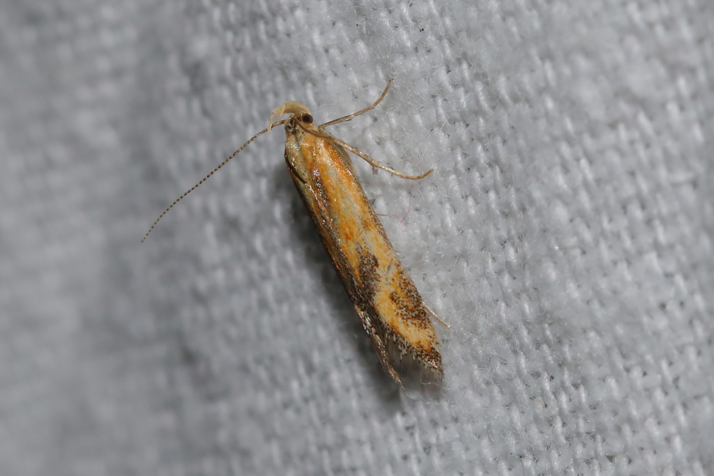 Metzneria artificella