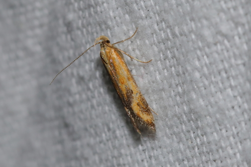 Metzneria artificella