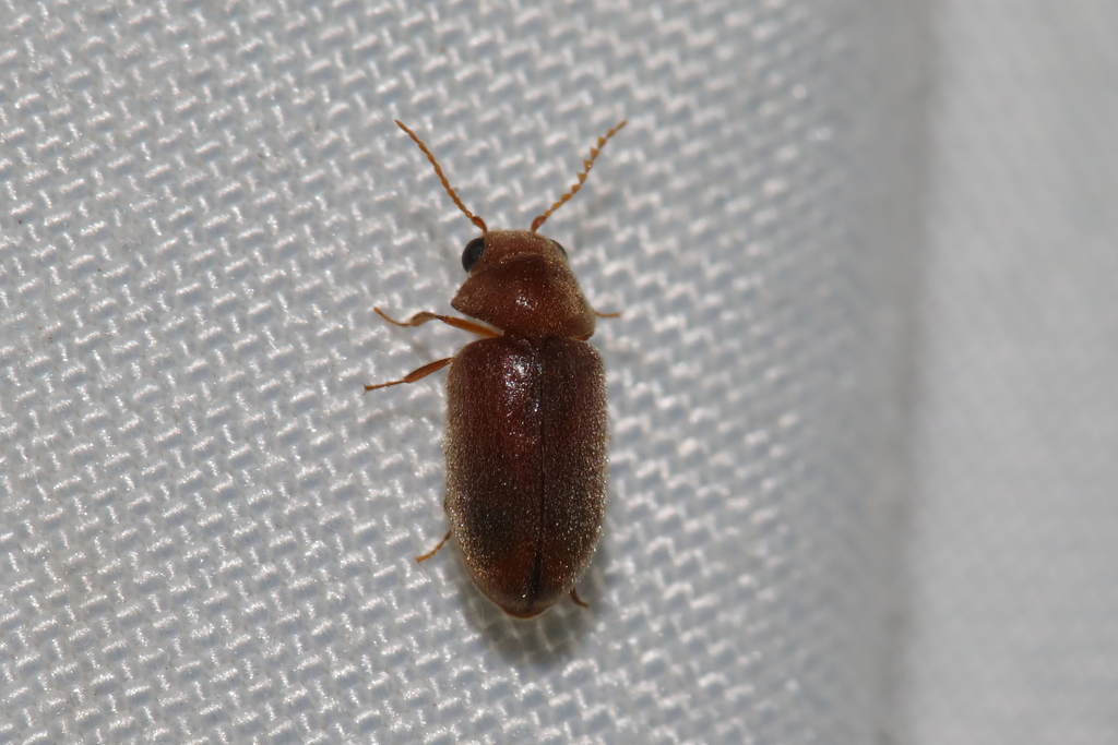 Lasioderma kiesenwetteri
