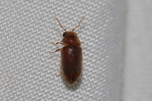Lasioderma kiesenwetteri