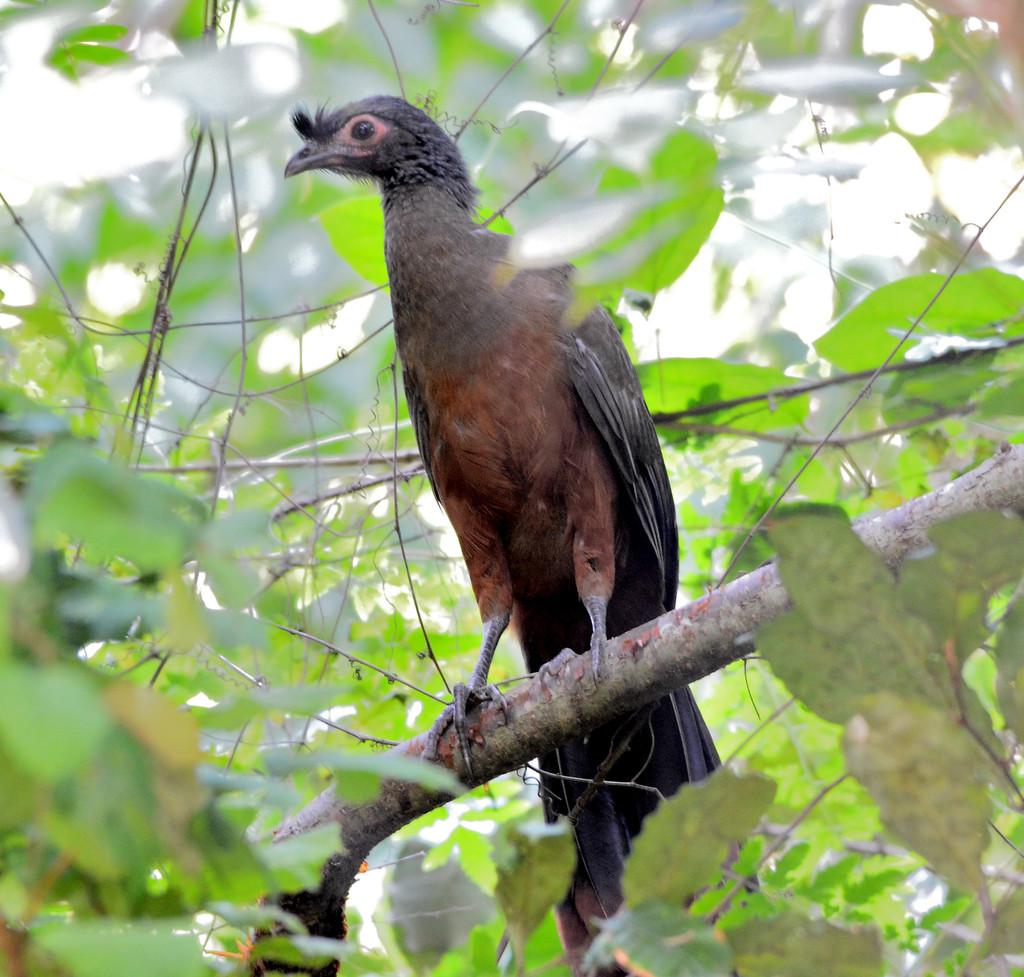 Chachalaca vientre castaño (AVES DE LA COSTA DE JALISCO) · iNaturalist ...