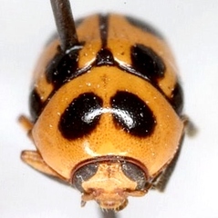 Cryptocephalus downiei