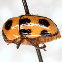 Cryptocephalus downiei