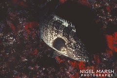 Epinephelus daemelii