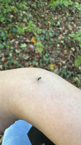Unknown species found near Glover-Archbold Trail, Washington, DC, US