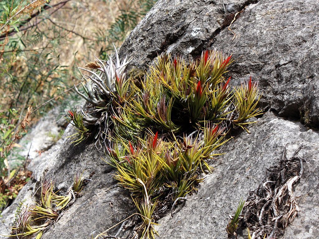 Tillandsia caulescens