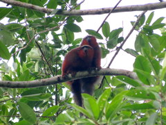 Plecturocebus discolor