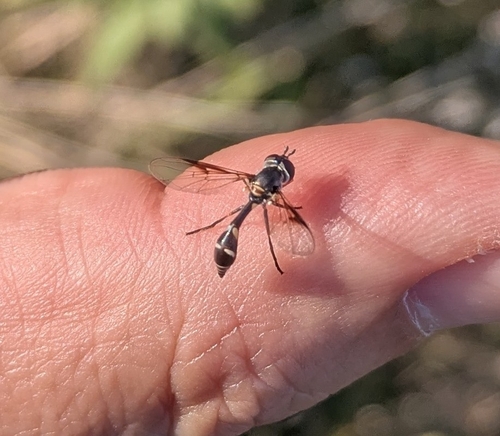 Unknown species found near Wilmore, KY, USA