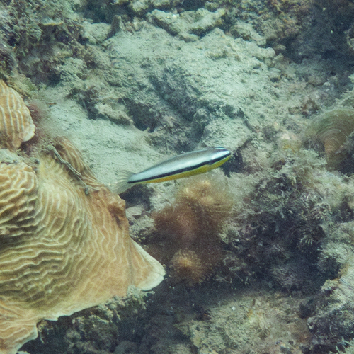 Meiacanthus geminatus observed 2025-10-12