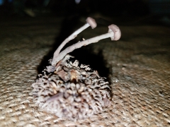 Mycetinis copelandii