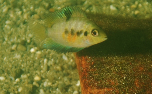 Convict Cichlid