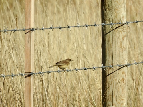 Palm Warbler