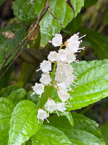 Collinsonia japonica, photograph 4
