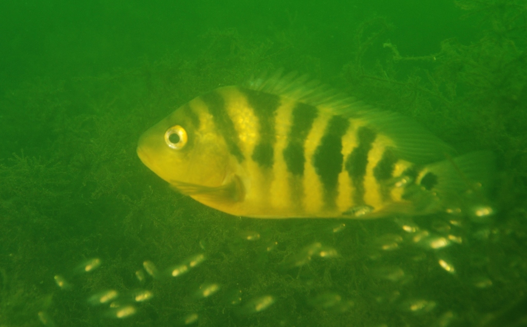 Amarillo cichlid (Amphilophus amarillo) — Cichlidae