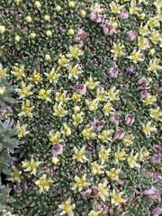 Azorella