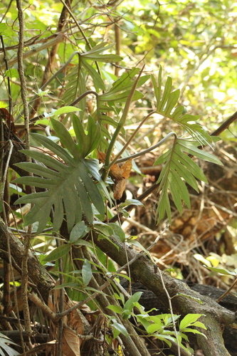 Philodendron mayoi, photograph 3
