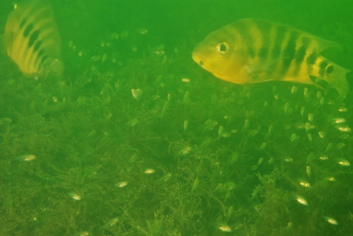Amarillo cichlid (Amphilophus amarillo) — Cichlidae