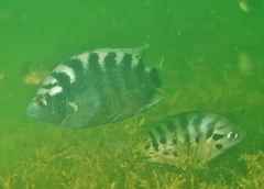 Archocentrus centrarchus