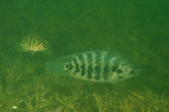 Archocentrus centrarchus