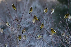 Evening Grosbeak photo 6