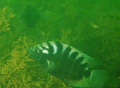 Archocentrus centrarchus