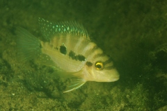 Cribroheros longimanus