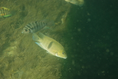 Neetroplus nematopus