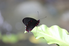 Papilio rumanzovia
