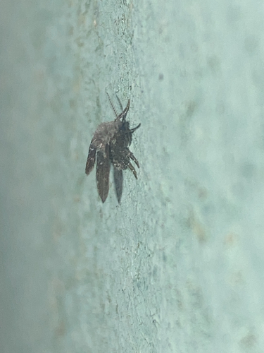 Unknown species found near Vernon St, Long Branch, NJ, US