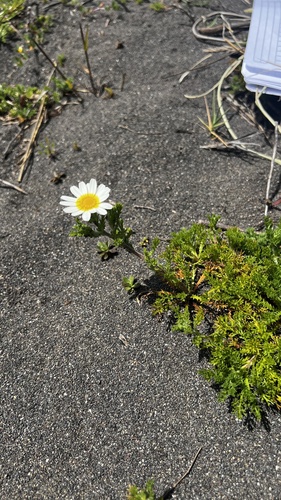 Tripleurospermum maritimum iNat (3)