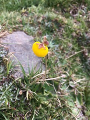 Calceolaria filicaulis