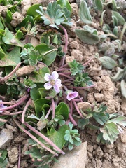 Geranium sessiliflorum