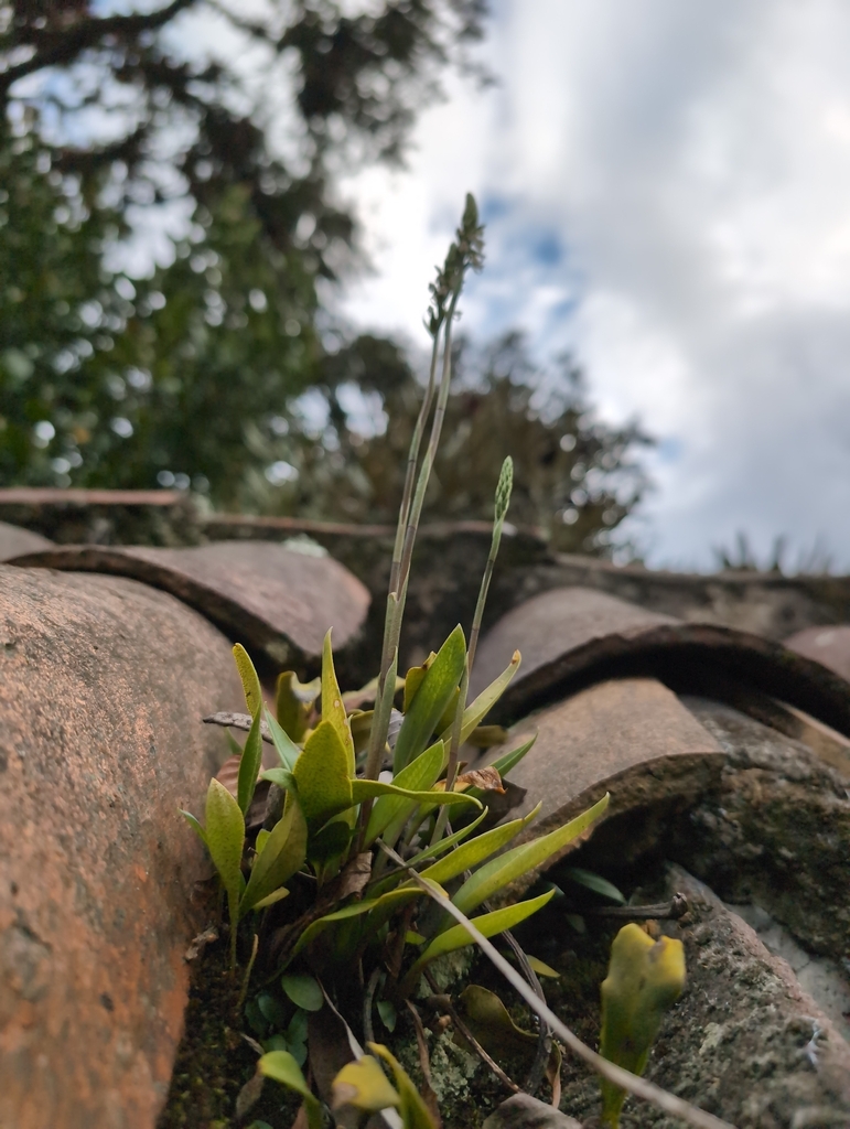 Cyclopogon elatus