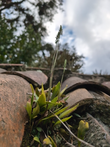 Tall Spiral Orchid (Cyclopogon elatus)