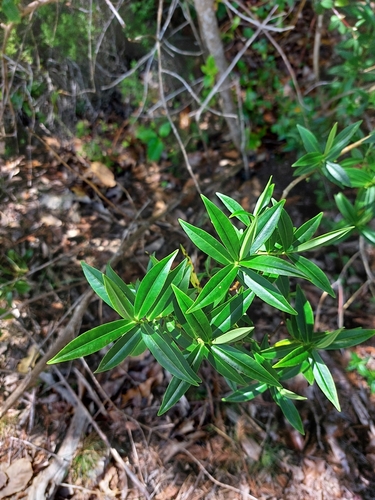Veronica stricta