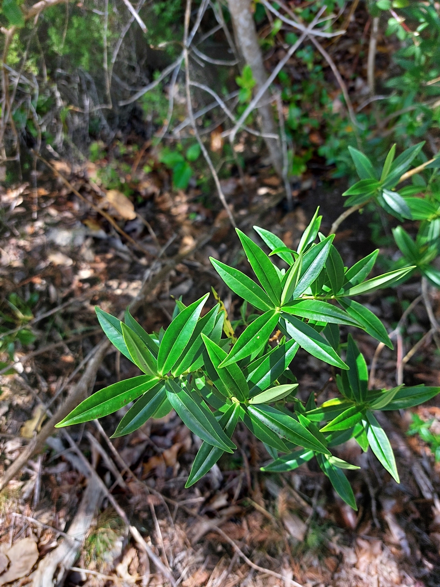 Veronica stricta