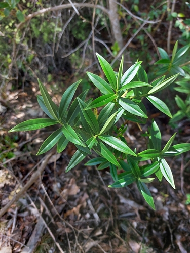 Veronica stricta